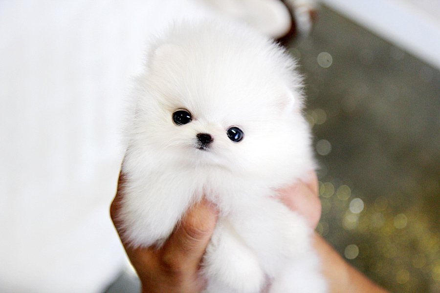 White Pomeranian Puppies – Where to buy 